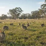 Invasion des lapins en Australie
