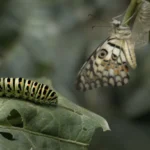 Fête de la Chenille et du Papillon